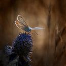 Pimpernelblauwtje op een distel van Ruud Peters thumbnail