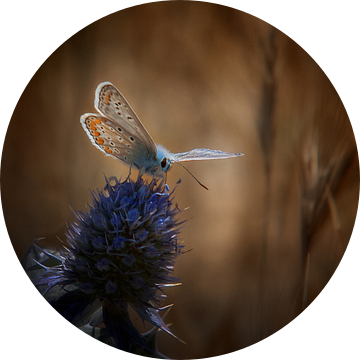 Pimpernelblauwtje op een distel van Ruud Peters