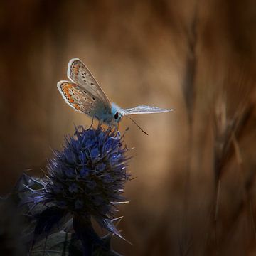 Scarce large blue on a thistle by Ruud Peters