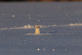 Hermelijn (Mustela erminea) in de winter Duitsland