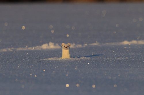 Hermelijn (Mustela erminea) in de winter Duitsland