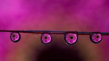 4 Gerberas for the price of 1. by Erik de Rijk