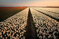 Hollandse tulpen zonsondergang van Claire Droppert thumbnail