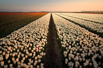 Hollandse tulpen zonsondergang van Claire Droppert