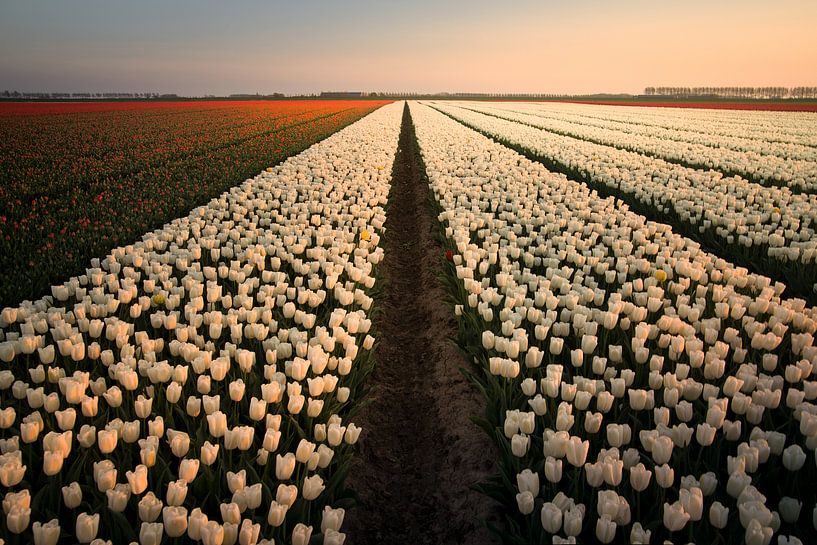 Hollandse tulpen zonsondergang van Claire Droppert