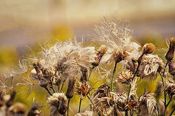 Natuur van Johnny Flash