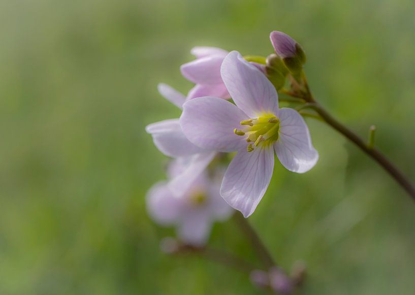 Romantischer Pin Stern Blume von Anja den Bok