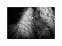 Shetland pony