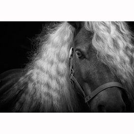 Shetlander pony van Dmm Fotografie