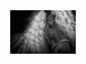 Shetlander pony van Dmm Fotografie