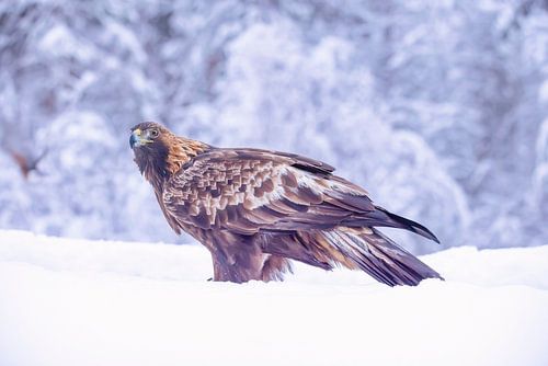 De Steenarend (Aquila chrysaetos)