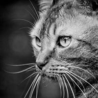 portret van een poes