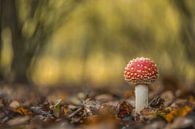 Young fly agaric - mushroom red with white dots by Moetwil en van Dijk - Fotografie thumbnail