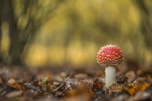 Young fly agaric - mushroom red with white dots by Moetwil en van Dijk - Fotografie