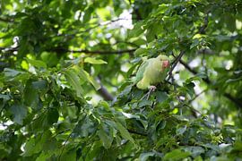 vogel/Halsbandparkiet van Hans Bakker