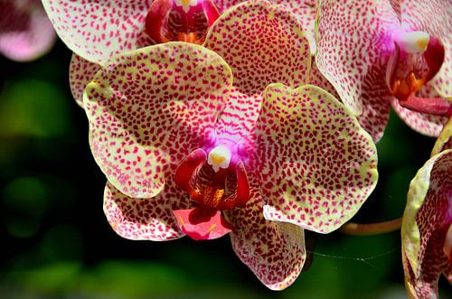 Geel rode phalaenopsis orchidee