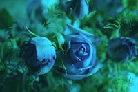Traum in blau (dream in blue)