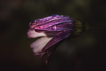 Purple rain flower dark & moody van Sandra Hazes