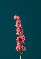 Rosa Trockenblume (blau)