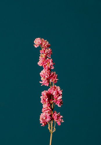 Roze Droogbloem (blauw)