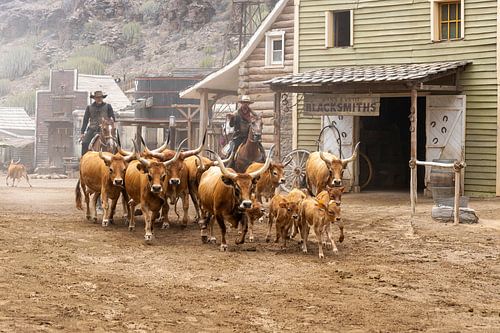 Vaches à longues cornes poussées vers le haut