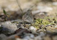 Sphinx bleu du chêne