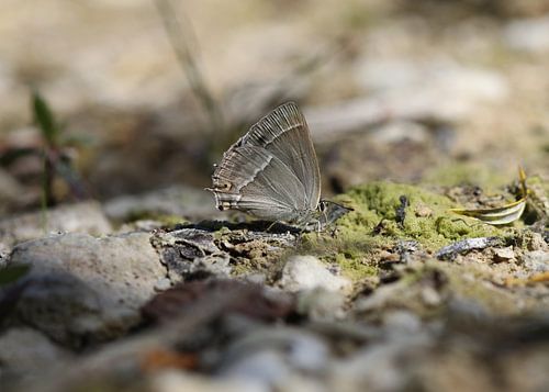 Blauwe eikenparelmoervlinder