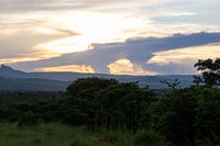 Nuage de dinosaures