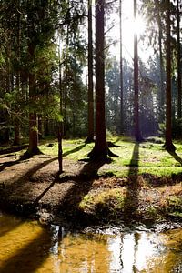 Waldlichtung