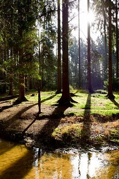 Waldlichtung von Günter Albers