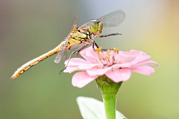 Ziegelroter Heidelibel auf Blume von Jeroen Stel