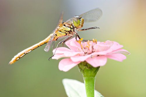 Ziegelroter Heidelibel auf Blume