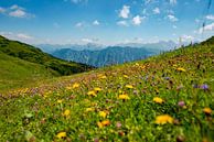 Blumige Aussicht auf die Allgäuer Alpen vom Fellhorn von Leo Schindzielorz Miniaturansicht