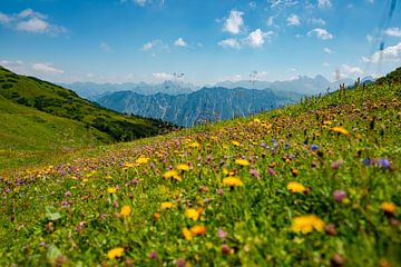 Vue fleurie sur les Alpes de l'Allgäu depuis le Fellhorn sur Leo Schindzielorz