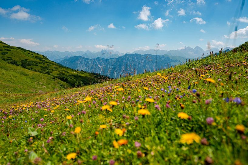 Blumige Aussicht auf die Allgäuer Alpen vom Fellhorn von Leo Schindzielorz