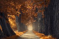 Dicke Herbstbäume von Rob Visser Miniaturansicht