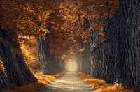 Dicke Herbstbäume