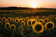 Zonnebloemen in Frankrijk van Mark Wijsman thumbnail