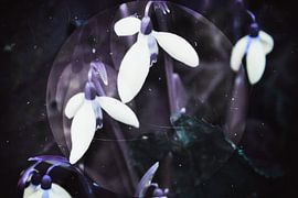 Frühlingsnacht - Schneeglöckchen