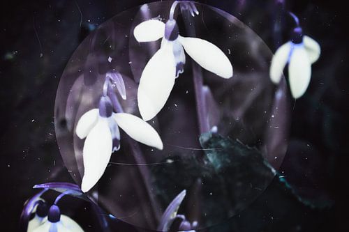 Spring nuit -  perce-neige, 
