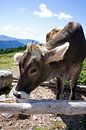 Rundvlees in de Dolomieten van Martina Weidner thumbnail