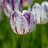 Rembrandt tulp van Barbara Brolsma