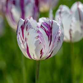 Rembrandt tulip by Barbara Brolsma
