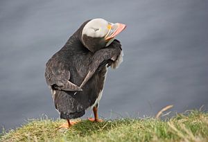 [impressions of scotland] - puffin trilogie no. 3 van Meleah Fotografie