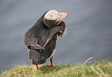 [impressions of scotland] - puffin trilogie no. 3 by Meleah Fotografie