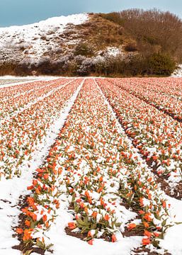 Sneeuwveld met tulpen, Noordwijk van Yanuschka | Noordwijk Fine Art Fotografie