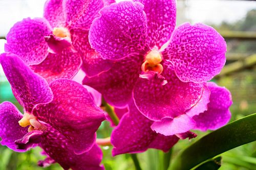 roze orchidee in Thailand