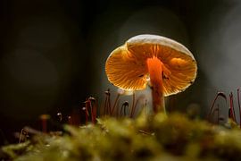 Das Leuchten des Waldbodens von Lichtlaub Fotografie | Toni Seyfert