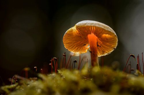 Het Stralende Geheim van het Bos