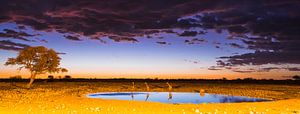 Sunset in Etosha National Park by Kimo Grashuis